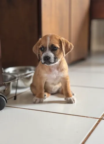 Cachorro filhote adoção (fêmea). Caramelo 2 meses