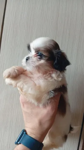 Filhotinho Macho Shihtzu