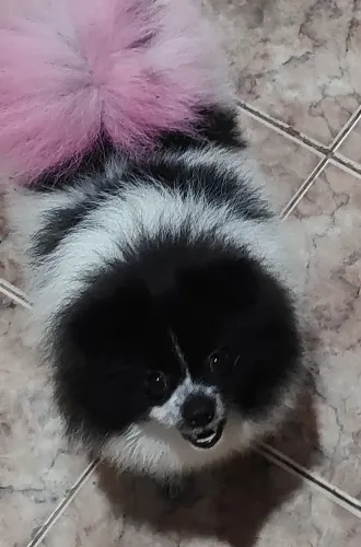 Lulu fêmea 1 ano!