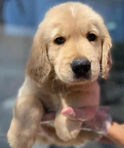 Golden retriever- perfeito para toda a família 