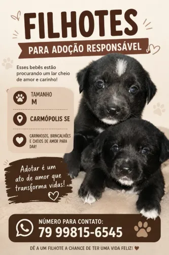 Filhotes para adoção. 