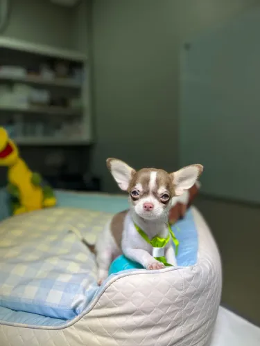 Filhotes de chihuahua