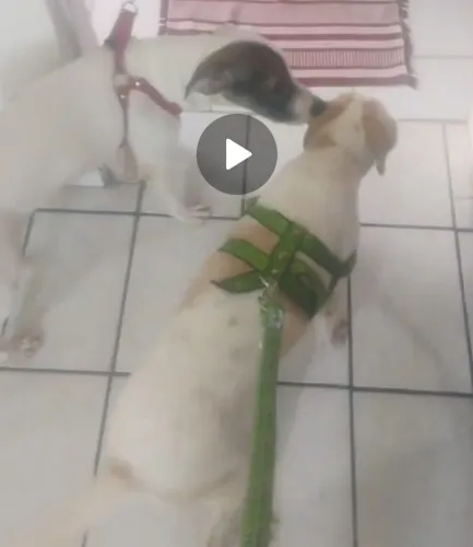 Cachorros para adoção