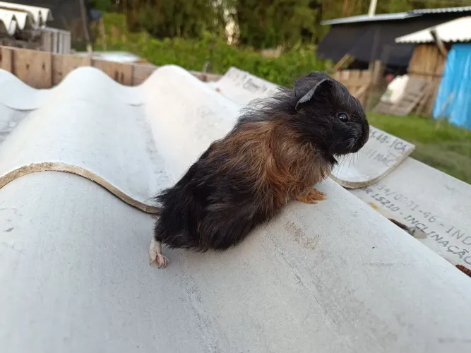 Vendo filhote de porquinho da índia fêmea