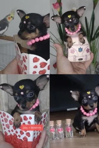 Pinscher 0 fêmea lindíssima disponível pra venda!! 