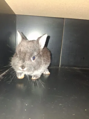 Coelho Fêmea raça Netherland Dwarf anão holandês pelagem Sable Marten