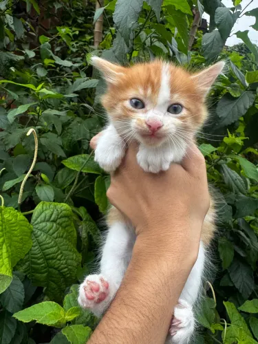 Adoção gatos filhote