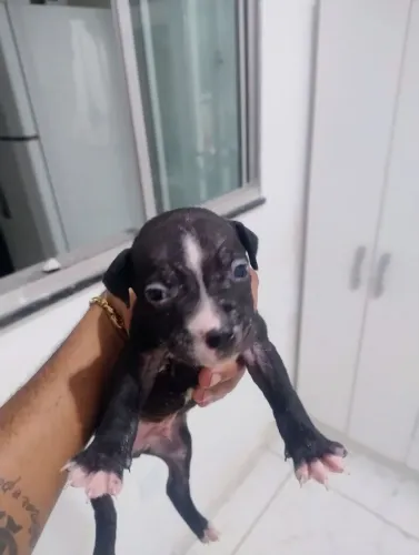 Vendo filhote de Pitbull
