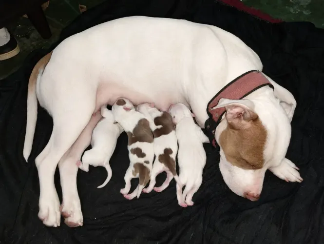 Cachorros Pit Bull filhotes- disponível para reserva