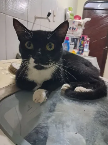 Doação gatos machos caatrados