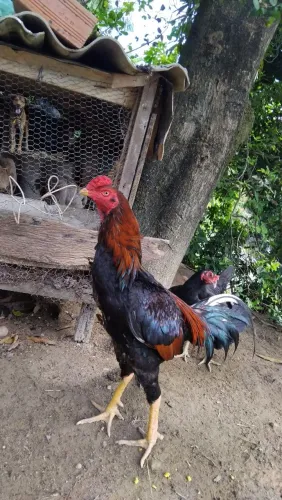 Galo