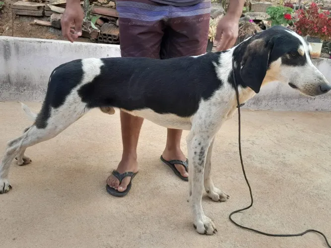 Cachorro americano