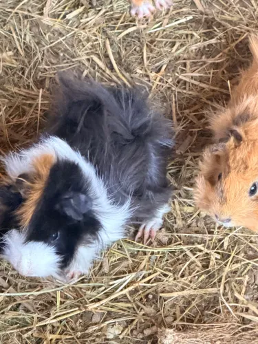 Porquinhos da índia a partir de 30,00