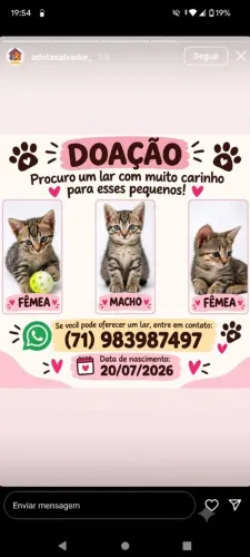 Doação de gatos