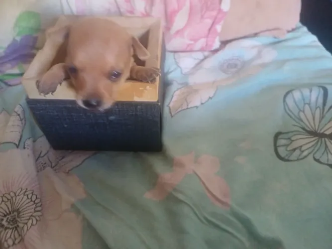 Animais cahorro