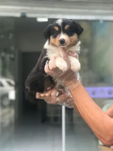 Border Collie de Linhagem Premium ? Pedigree e Garantia de Saúde