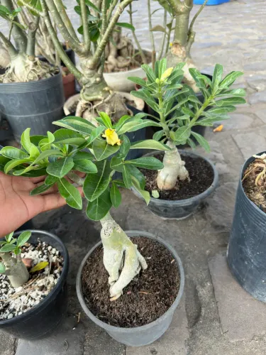 Rosa do deserto