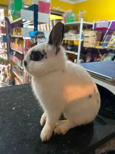 Mini coelho