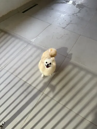 Lulu fêmea 1 ano