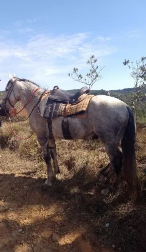 Cavalo Mangalarga Marchador 
