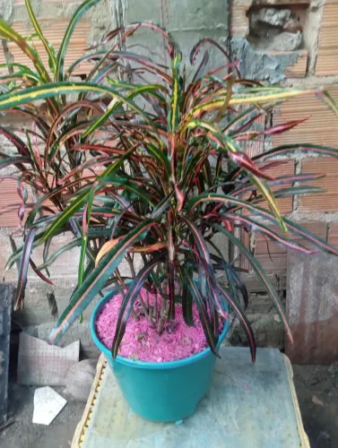 Plantas croton 