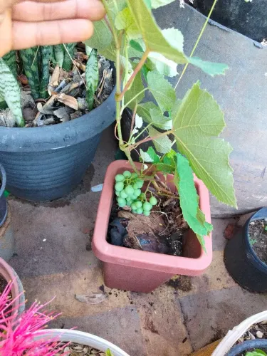 Muda de uva