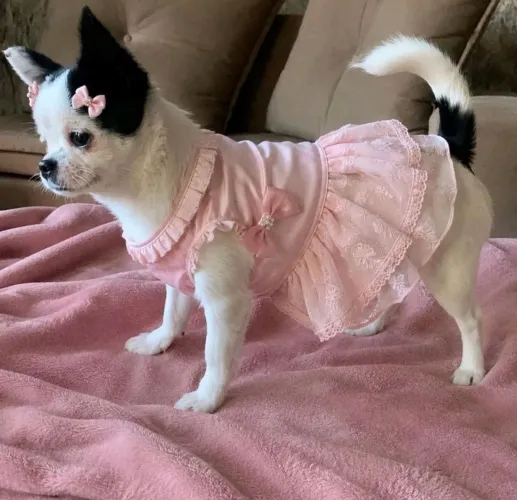 Chihuhua fêmea com 5 meses já adestrada no sanitário 