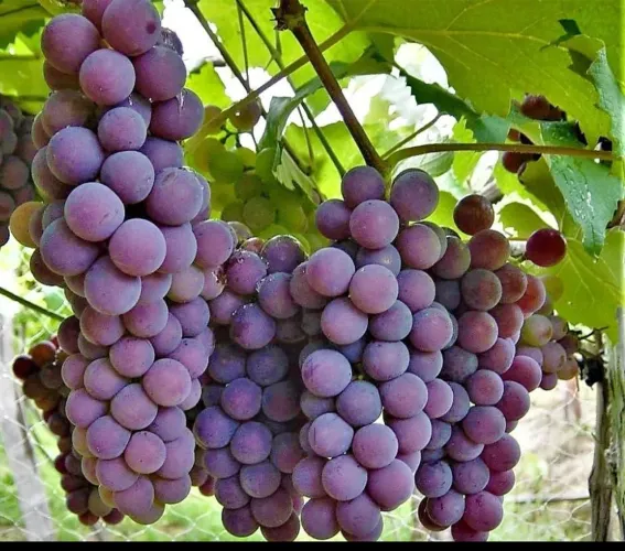 Mudas de uva Niágara 