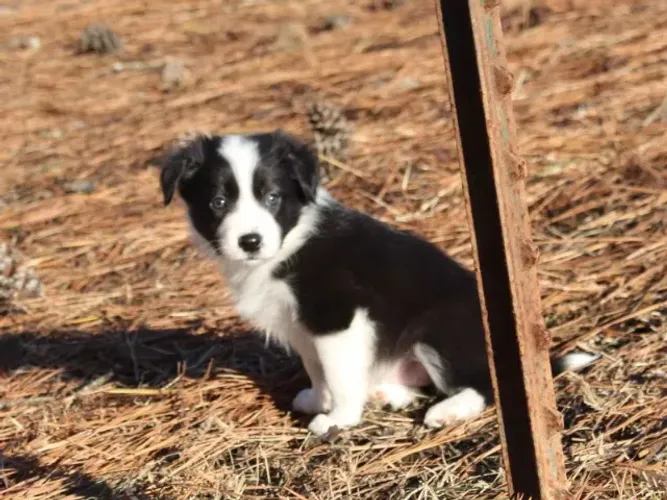Filhotes de Border Collie | Filhote doce, alegre e muito especial.