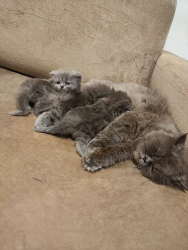 Filhotes de gato persa na cor cinza!