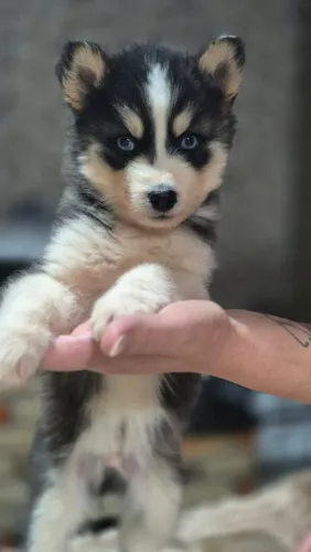 Husky Siberiano 