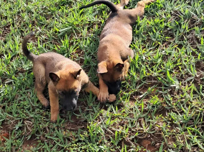 Pastor Belga Malinois - Pedigree CBKC