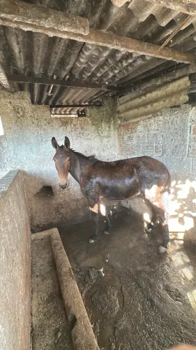 BURRO MANSO