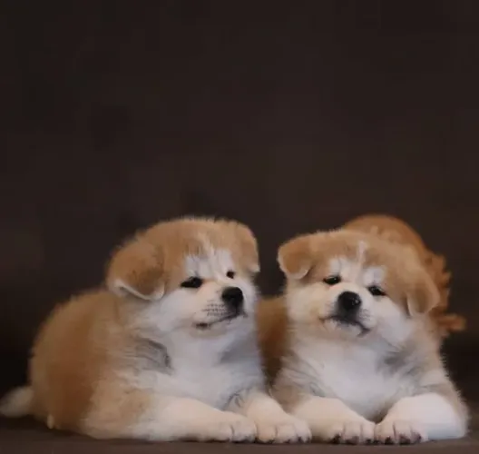 Akita Inu,Akita Inu Filhote Saudável Excelente Companhia