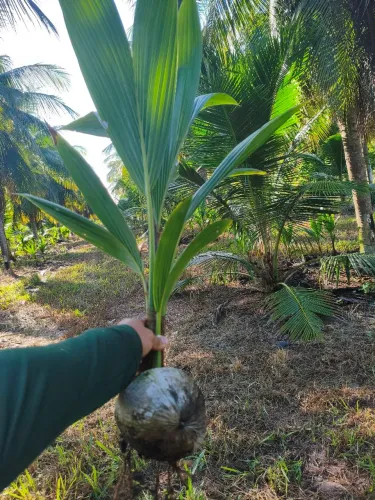 Coqueiro Anão