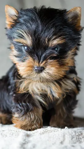 Yorkshire Um dog que vai deixar seus dias muito mais leves