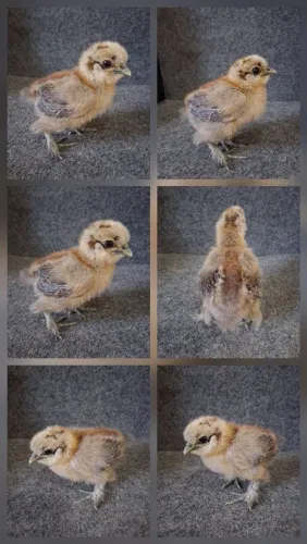 Sedosa do Japão