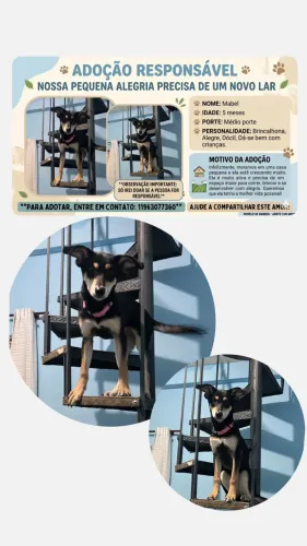 Adoção responsável  cachorrinha Mabel 