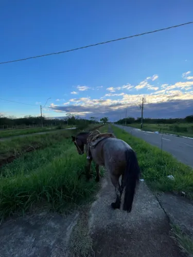 Vendo cavalo 