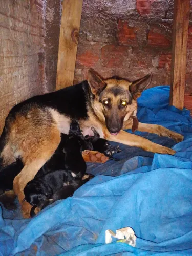 Filhotes de Cachorro Pastor alemão puro