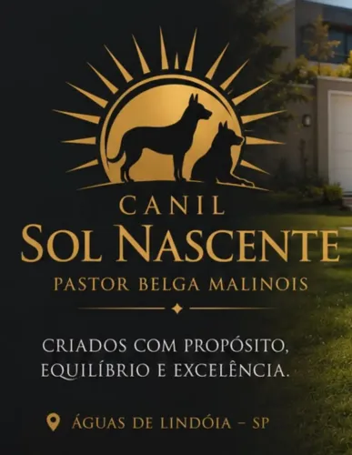 Filhotes Pastor Belga Malinois