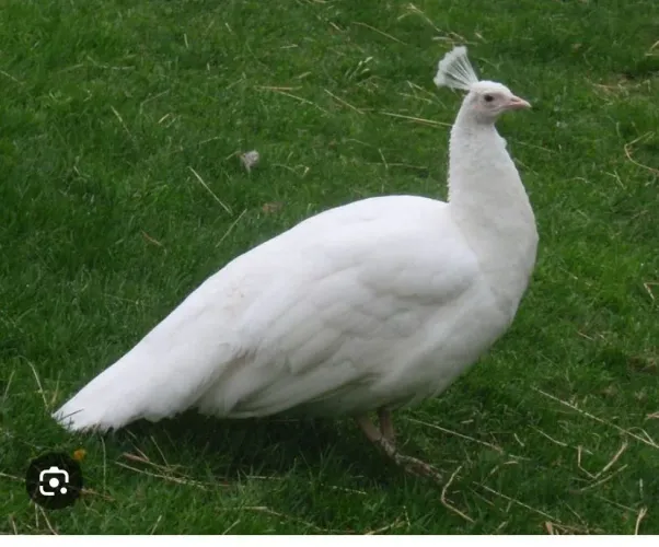 Pavão fêmea 