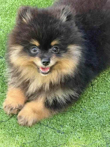 Lulu da Pomerânia