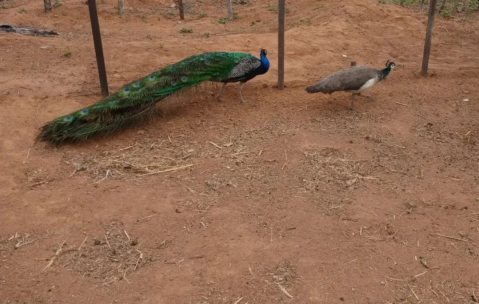 Aves