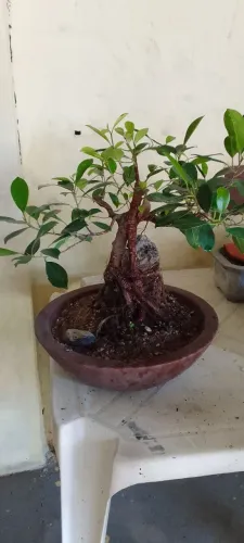 Bonsai