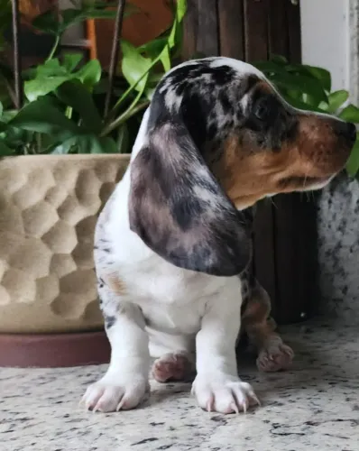 O Famoso Mofado Com Pedigree!!