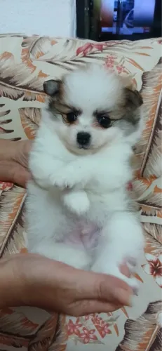 Lulu da pomeranea com a primeira dose fêmea 57 dias 