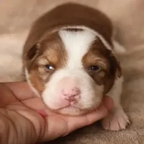 Border Collie,Border Collie Filhote Disponível Alta Qualidade