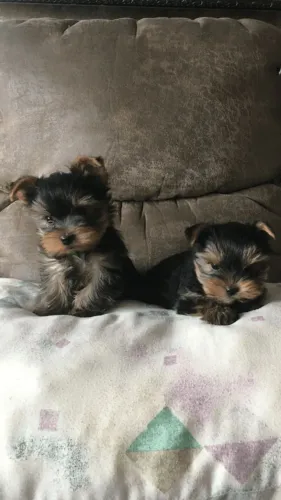 Yorkshire Terrier Um companheiro atento ao ambiente
