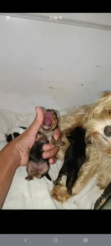 Lindos filhotes 